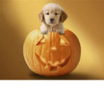 halloween carriers