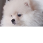 PomPomPheobe
