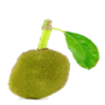 JACKFRUITЅ