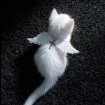 】CAT【
