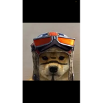 The dog squad EEE