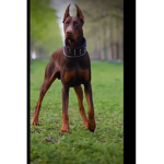 ######## type of guard dog
