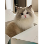 Les Chatons Chouminous
