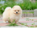 The FLOOFER’S