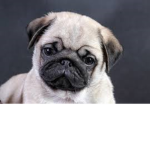 Puggy team