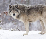Adorable Ferice Wolves