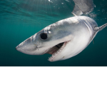 sharkies :3