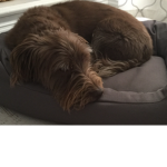My dog Blaze’s group