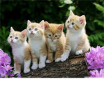 Cat Lovers! <333