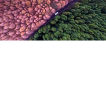 Pink VS green
