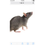 Ratatouille squeak