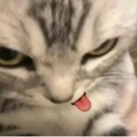 Cupstea