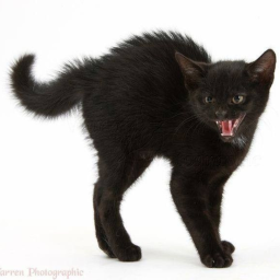 ✧