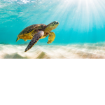 <3 The Turtle Tribe <3