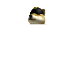 Doge Creations