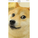 Doges for life yalll