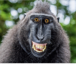 Monkey gang monkey gang