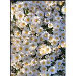 Daisies are like Sunshine