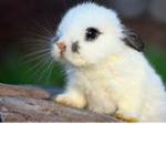 BUNNY FANS COME IN THIS GROUP