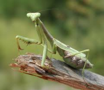Mantis Clan