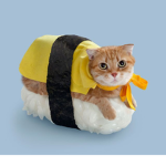 Sushi Kat Studio