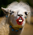 Preppy Llama SLAY