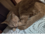 my bababoy