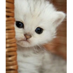 Cats and dogsss