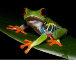 the frogs on the logs