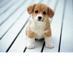 Hyper Puppy’s Fan Group