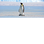 Mad penguins