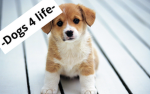 -Dogs are cute-