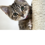 I love Cat's!