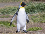 Pengiun Cult