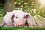 Piggy wiggly squad