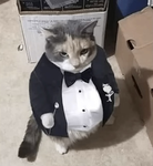 sleepyysoul’s kitties <33