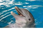 THE DOLPHIN PACK