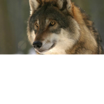 wolfsssssssssssssssssssssssss