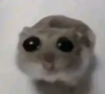 Sad Hamster Family