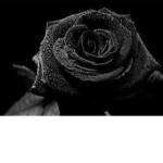 . The Black rose .