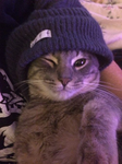 Famous C.A.T
