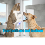 teeth john