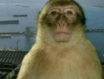 Cursed Incremental Group Thumbnail