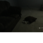 The sleeping dog