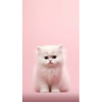 Kittens f0rever