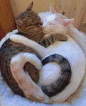 Kitten catsss