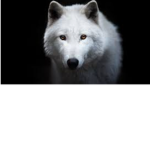 ~{Wolfie Nation}~