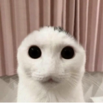 billy cat
