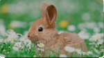 The Bunny ########
