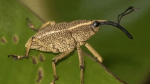 Wonderful World of Weevils
